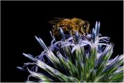 Phil Harbord - Busy Bee